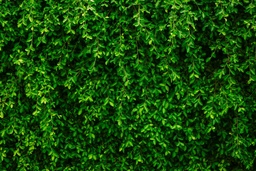 [H-BDGW] Backdrop Greenery Wall