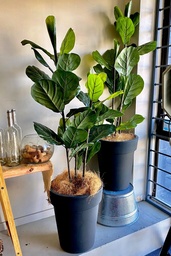 [H-PLANT1.2] Plants - Potted Large Tropical Fiddle