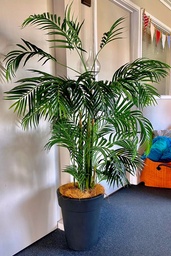 [H-PLANT1.5P] Plants - Potted Large Tropical Palm